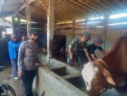 Pemerintah Desa Sulek Melaksanakan Kegiatan Vaksin PMK (penyakit mulut dan kuku) Bersama Babisa Setempat.