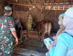 Cegah PMK, Babinsa Koramil 0822/01 Dampingi Keswan Lakukan Vaksinasi Hewan Ternak