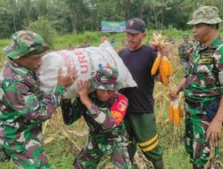 Kodim 0822 Bondowoso Panen Jagung Program TNI AD
