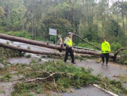 Polres Magetan Bersama TNI dan BPBD Evakuasi Pohon Tumbang, Akses Jalan Sarangan – Cemorosewu Terbuka
