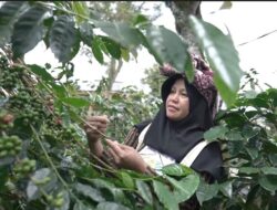 Luar Biasa, Kopi Gayo Tunjukkan Kualitas Emas Hitam dari Barat Indonesia