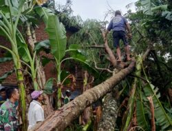 Babinsa Muncar Evakuasi Rumah Roboh Tertimpa Pohon