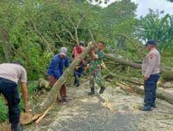 Respon Cepat Polisi Bersama TNI dan BPBD Tangani Pohon Tumbang, Lalulintas Kembali Normal