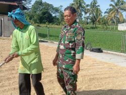 Babinsa Jambesari Dampingi Petani Lakukan Penjemuran Padi Pasca Panen
