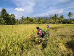 Babinsa Koramil Prajekan Bantu Petani Panen Padi