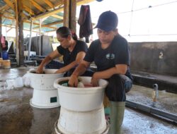 LPEI Resmikan Desa Devisa Klaster Benih Bandeng Buleleng Bali