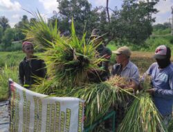 Satgas TMMD Ke-116 Bondowoso Bantu Petani Panen Padi