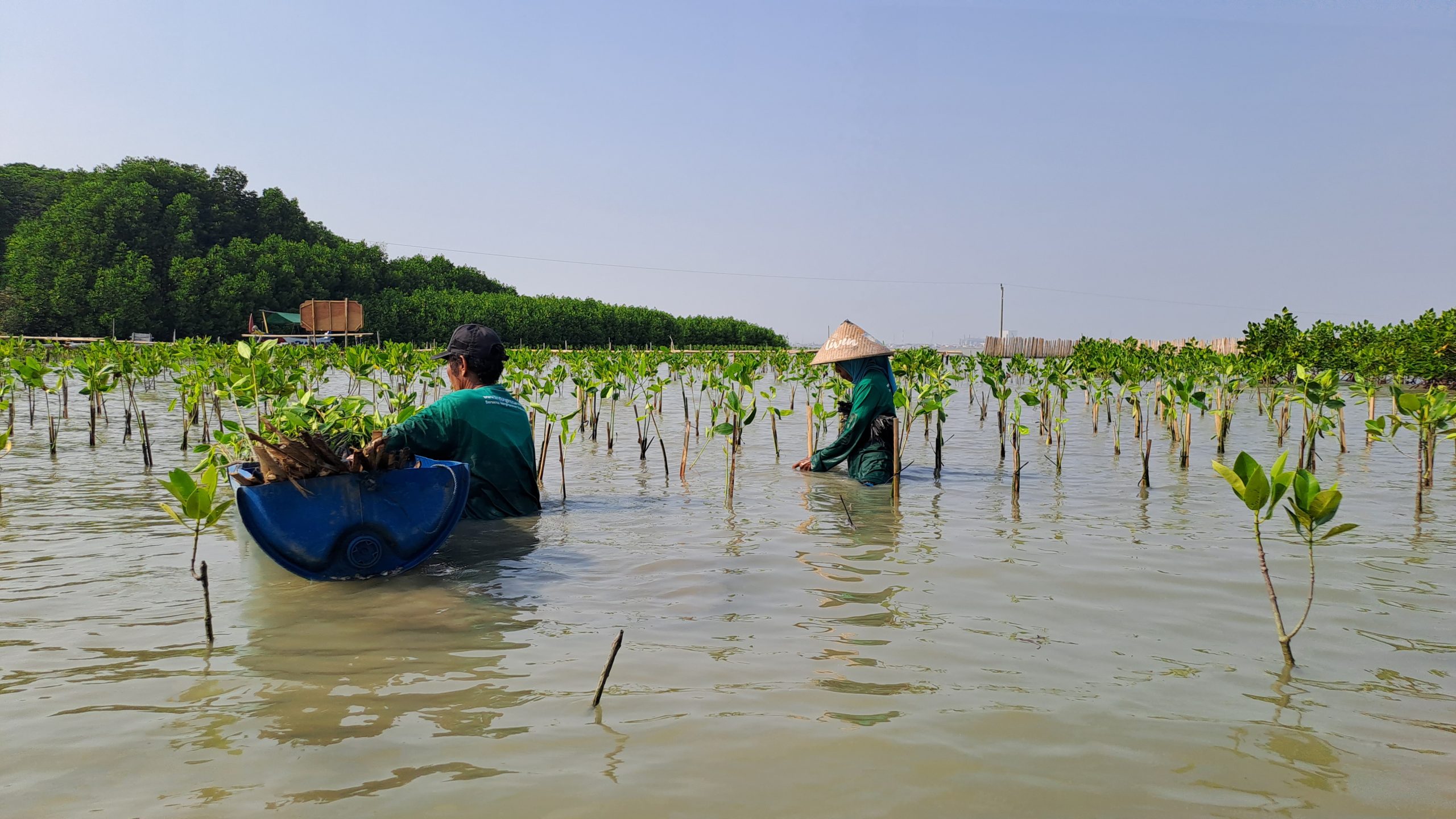 Foto penanaman mangrove di pesisir Desa Bedono, Kendal. (Dokumentasi: LindungiHutan).