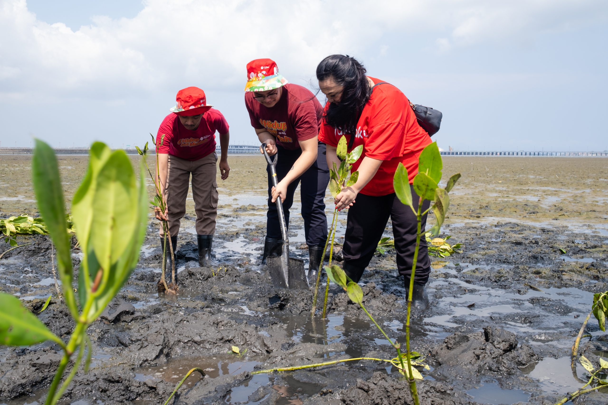 Foto penanaman mangrove oleh tim Akulaku Group. (Dokumentasi: LindungiHutan). 