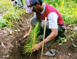KPH Bondowoso, Melalui KRPH Pakisan, Haji Asbari Ketua LMDH Sumbermas, Siap Bersinergi Dengan Perhutani Mengawal Keberhasilan Tanaman Pinus