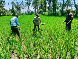 Babinsa Dadapan: Mitra Setia Petani dalam Meningkatkan Produktivitas Padi