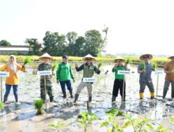KEGIATAN GERAKAN TANAM DAN PANEN PADI VARIETAS INPARI SERENTAK DI DESA BATAAN KEC.TENGGARANG KAB.BONDOWOSO