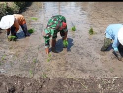Dukung Program Pemerintah (Hanpangan), Babinsa 0822/09 Pujer Dampingi Petani Menanam Padi