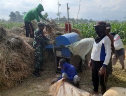 Babinsa Turun Tangan Dalam Panen Padi di Sukodono, Sukses Besar