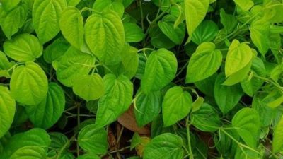 Manfaat Daun Sirih Untuk Wanita Agar Percaya Diri Diatas Ranjang