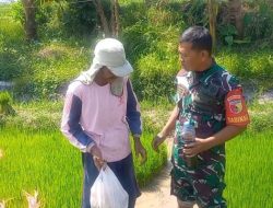 Meski Hari Libur, Semangat Serka Lugito Bantu Petani Cabut Benih Padi