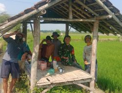 Babinsa Badean Bantu Warga Bersihkan Gulma Padi