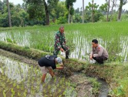Babinsa Koramil Prajekan dan Bhabinkamtibmas Sambangi Petani