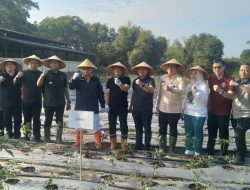 Peninjauan Lahan Cabai Dinas Pertanian Kota Palembang