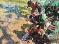 Babinsa Kodim 0822/14 Tindak Lanjuti Program Han Pangan dengan Pendampingan Pompanisasi di Lahan Padi