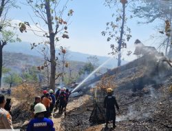 Aksi Sigap Babinsa 0822 Dan Damkar Dalam Kebakaran Hutan Jati di Arak-Arak Bondowoso