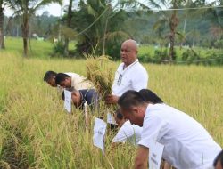 Bupati Nias Utara Panen Padi Bersama Di Lahan Persawahan Sogawu A Gapoktan Samaeri