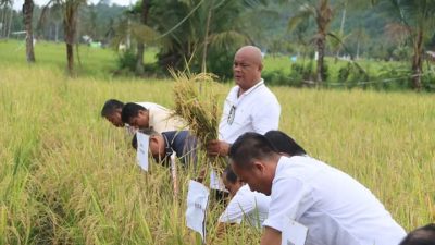 Bupati Nias Utara Panen Padi Bersama Di Lahan Persawahan Sogawu A Gapoktan Samaeri