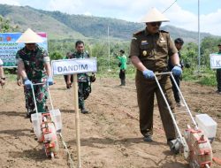 Dorong Peningkatan Ketahanan Pangan, Dandim 0822 Bondowoso Hadiri Aksi Penanaman Jagung Serentak