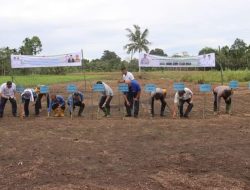 Dukung Ketahanan Pangan 100 Hari Kerja Presiden RI, Polres Nias Bersama Pemkab Nias Utara Gelar Tanam Jagung