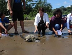 Dukung Kelestarian Lingkungan, Komunitas Sahabat Venny Lepaskan Tukik di Pesisir Pantai Luaha Laraga, Kota Gunungsitoli