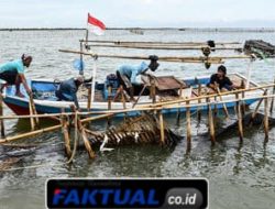 TNI AL dan Nelayan Membongkar Pagar Laut Misterius di Tangerang