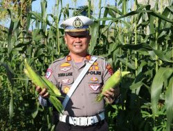 Kasat Lantas Polres Nias Panen Jagung Manis Hasil Pemanfaatan Halaman Kantor