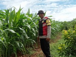 Bhabinkamtibmas Polsek Talang Kelapa Tinjau Tanaman Jagung di Lahan PT Sawit Sari Mandiri