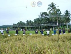 Panen Raya Padi Serentak, Wali Kota Gunungsitoli Ajak Petani Menuju Kemandirian Pangan