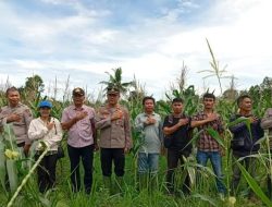 Pemkab Nias Utara bersama Polres Nias Panen Jagung Manis di Kecamatan Alasa