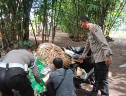 Tegas! Lima Arena Perjudian Sabung Ayam Diberantas Polres Jember