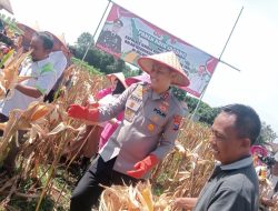 Kapolres Jember Dukung Panen Raya Jagung di Lojejer Wuluhan
