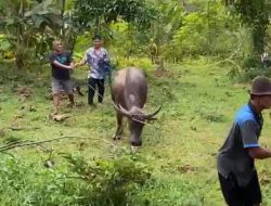 Viral!! Seekor Kerbau yang Hendak Dikurbankan Kabur