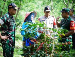 Dandim 0822 Bondowoso Dampingi Pangdam V/Brawijaya dan Kapolda Jatim di Lokasi Panen Raya Kopi Bersama Wapres RI