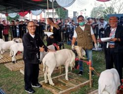HPDKI Gelar Pesta Patok Domba Tingkat Kabupaten Tasikmalaya Tahun 2025