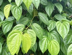 Tips dan Cara Menghilangkan Karang Gigi dengan Daun Sirih