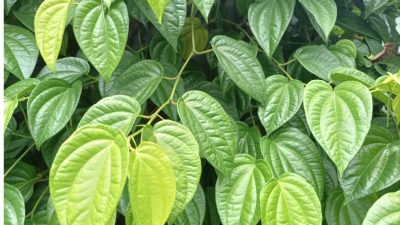 Tips dan Cara Menghilangkan Karang Gigi dengan Daun Sirih