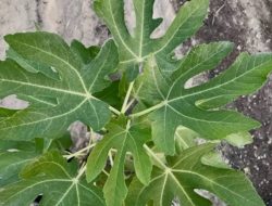 Lima Tanaman Herbal Arab untuk Vitalitas Pria: Rahasia Tradisional dari Timur Tengah