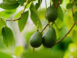 Tips dan Cara: Daun Alpukat dan Kegunaannya untuk Kesehatan