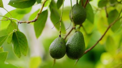 Tips dan Cara: Daun Alpukat dan Kegunaannya untuk Kesehatan