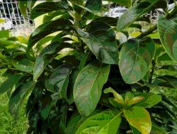 Lima Manfaat dan Cara Pengobatan Penyakit dengan Daun Alpukat