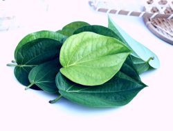 Panduan Lengkap Cara Menyembuhkan dan Meredakan Asma dengan Daun Sirih