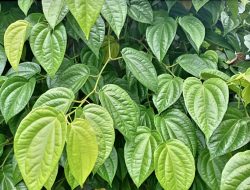 Pengobatan Masalah Pernapasan dengan Daun Sirih: Manfaat, Kandungan, Cara Penggunaan, dan Efektivitas