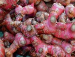 7 Khasiat, Tips, dan Cara Menggunakan Jahe Merah untuk Kesehatan