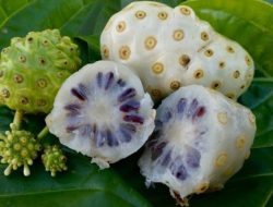 Rahasia Sehat dari Buah Mengkudu: Segudang Manfaat untuk Tubuh